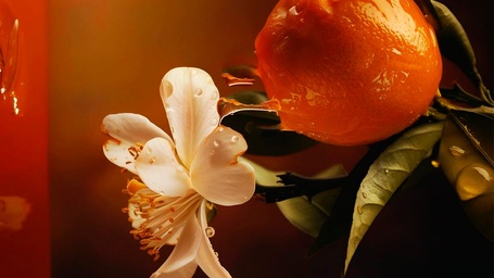 Aromas florales y cítricos: cuándo usarlos y por qué