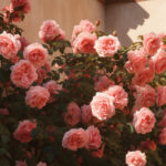 Rosal en flor junto a un muro bañado por el sol